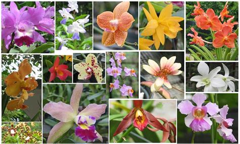 Mga Uri o Klase ng Bulaklak at ang mga Katangian nito.